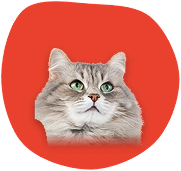 Gato siberiano